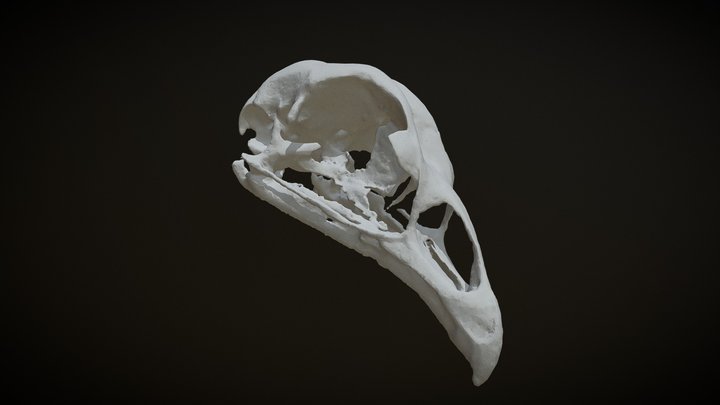 Chicken Skull – Gratis 3D-model STL