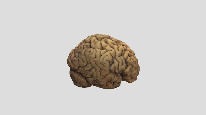Ventricular _model_5 3D Model