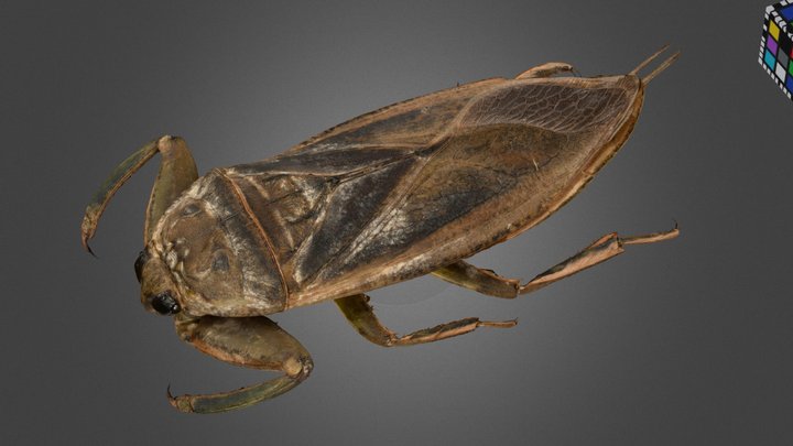 Insects A 3d Model Collection By Xuuya Alistairjonathangrey Sketchfab