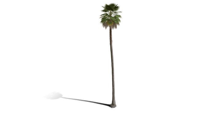 Realistic HD Mexican fan palm (10/10)