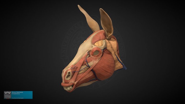 Equus africanus asinus head 3D Model