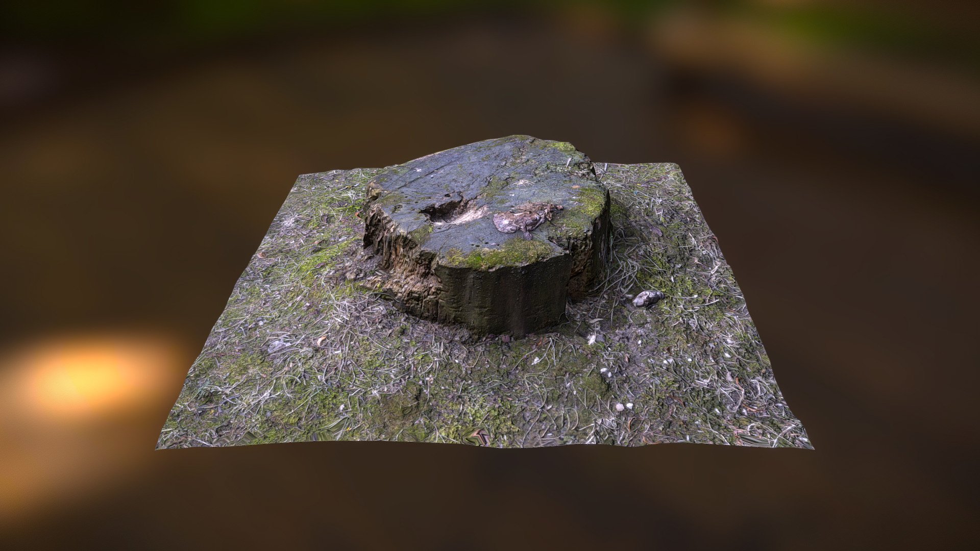 stump 1
