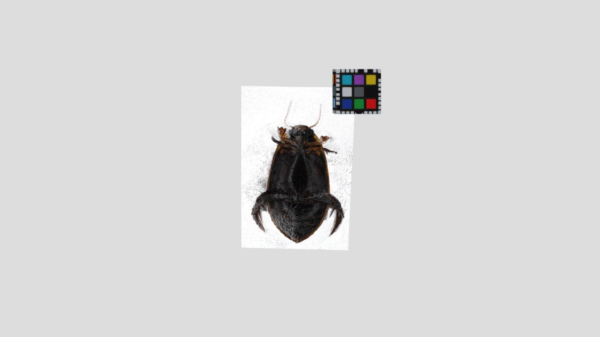 コガタノゲンゴロウ【腹面のみ】Cybister tripunctatus orientalis