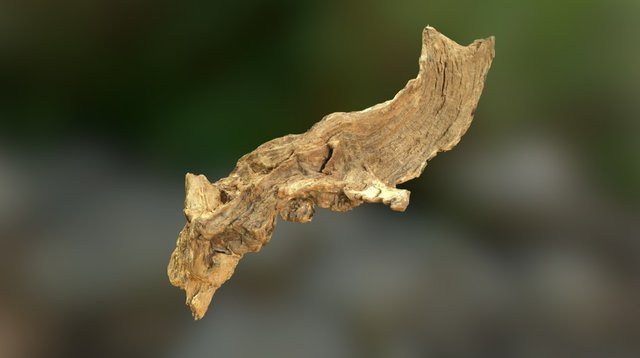 Wood Scan 3D Model