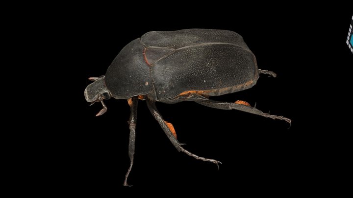 CC0 クロカナブン Black Scarab Beetle, R. polita