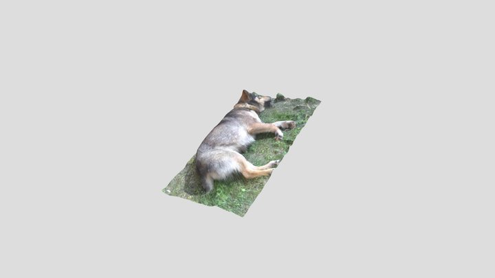 CÂINELE MEU 3D Model