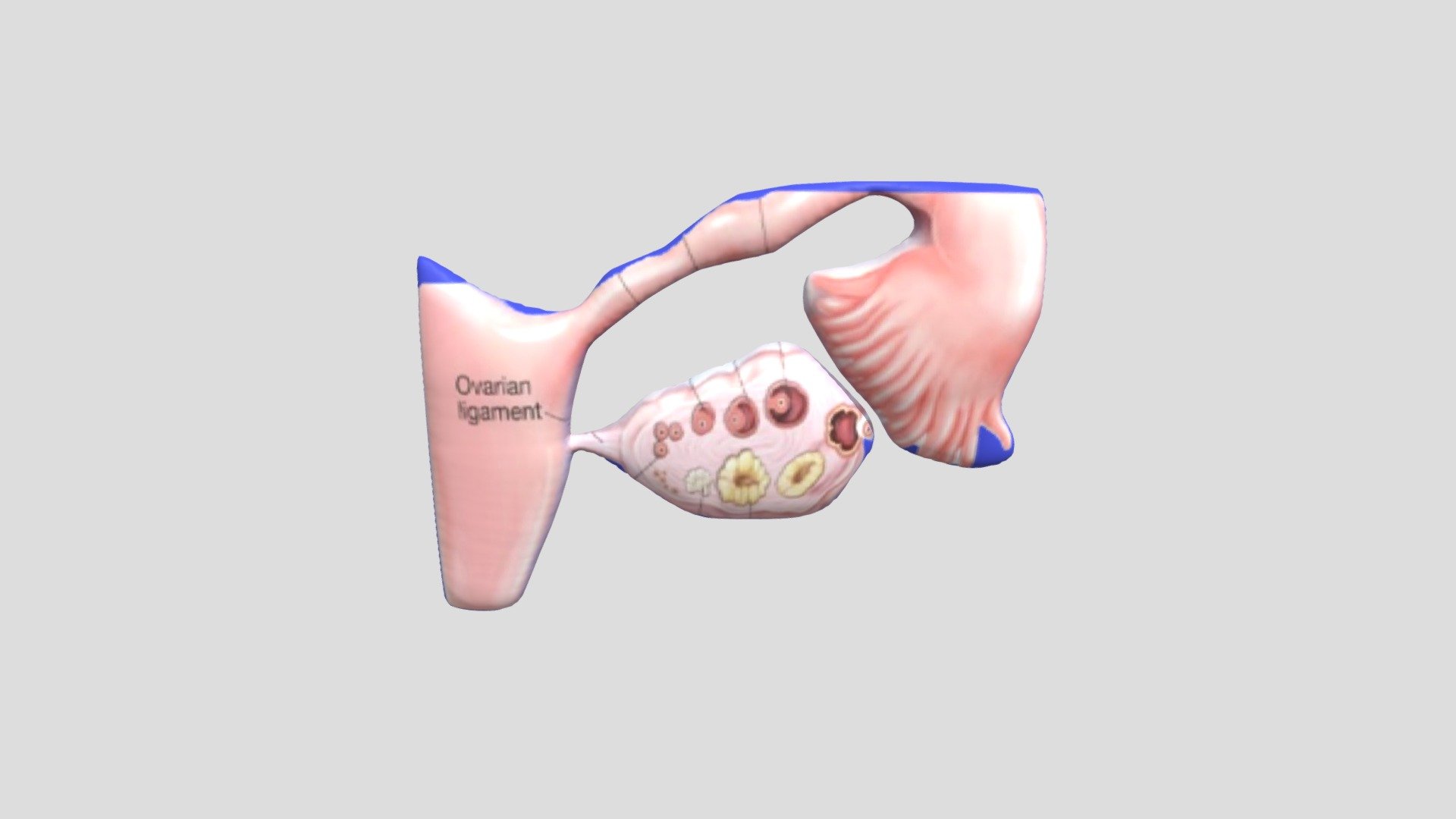 UTERUS_OVARIUM (proses opulasi)