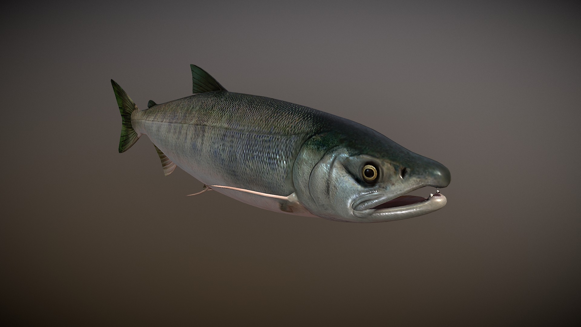 3D model Salmon - This is a 3D model of the Salmon. The 3D model is about a fish in the water.