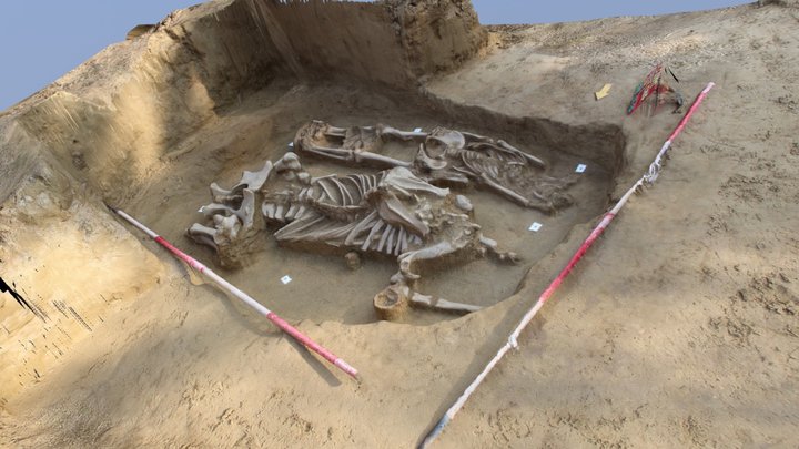 Early Medieval horse burial 3D Model