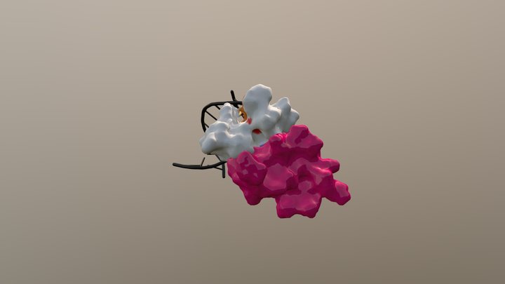 GATA-1 bound to FOG and DNA 3D Model