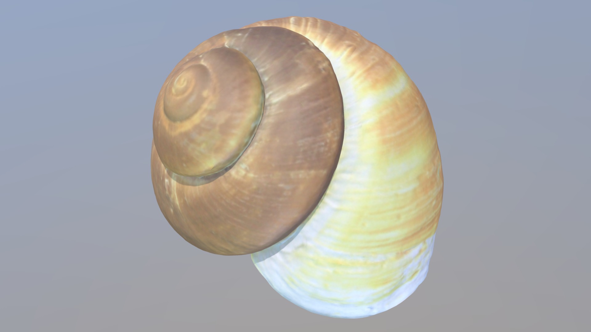 3D model snail shell 3D  Scan - This is a 3D model of the snail shell 3D  Scan. The 3D model is about a close-up of a light bulb.