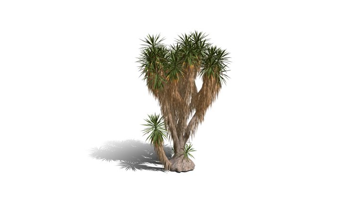 Realistic HD Spineless yucca (30/30) 3D Model