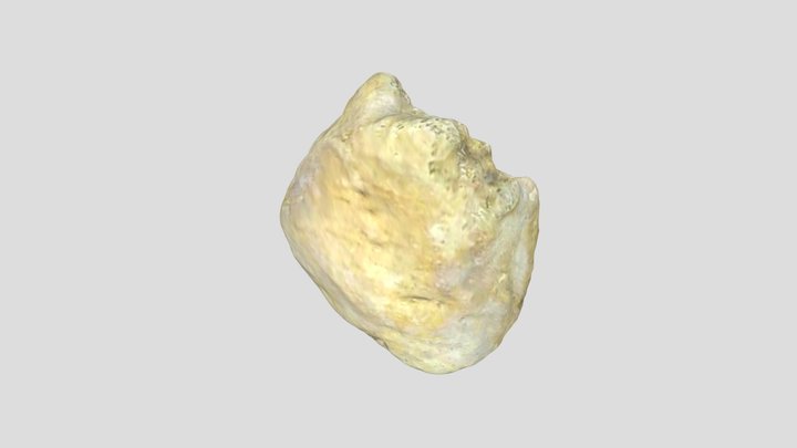 U.E. 6139 Right Patella 3D Model