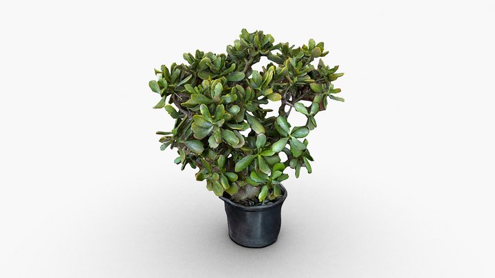 287: Jade Plant – Modèle 3D gratuit STL