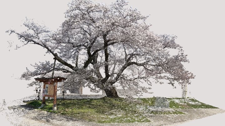 『百年桜』ソメイヨシノ (Cerasus × yedoensis‘Somei-yoshino’) 3D Model