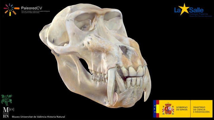 Cráneo de Drill, Mandrillus leucophaeus 3D Model