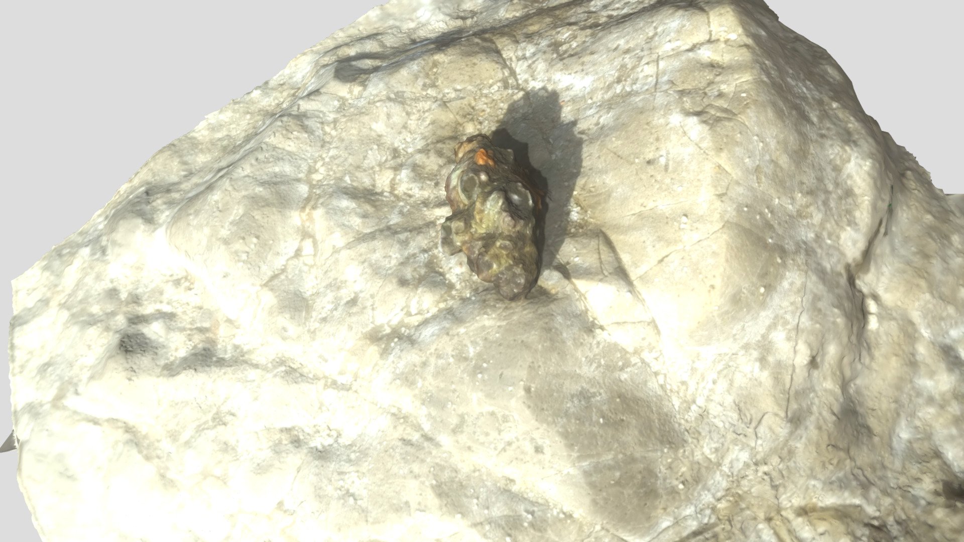 beach shell / rocky thingy