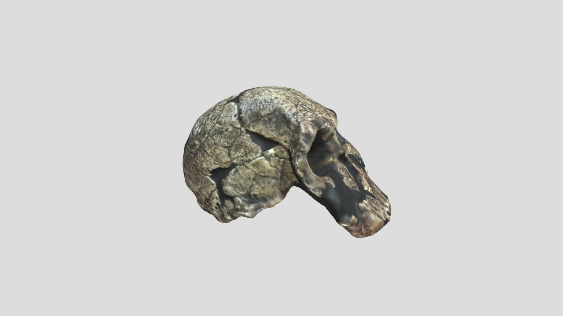 Skull5