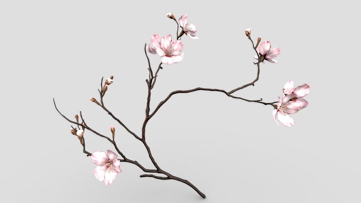 Sakura Branch 3D Model