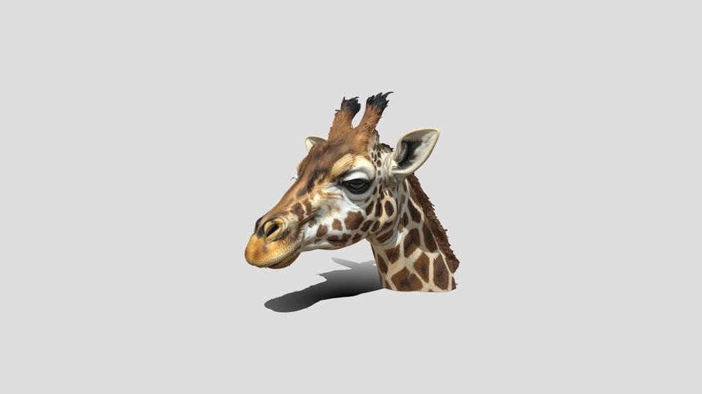 Giraffe Head 3d Model