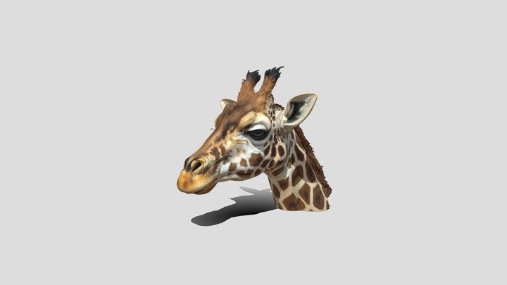 Giraffe Head 3d Model