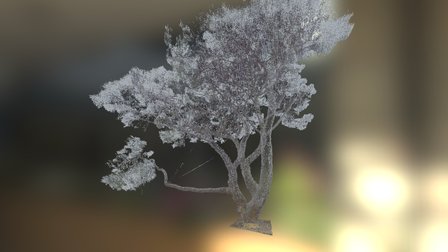 Stone Pine full tree 3D Model