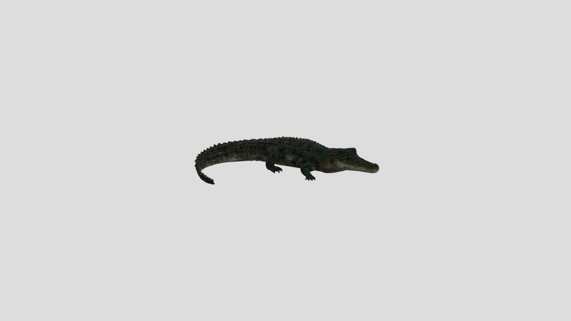 3d High-Poly Alligator