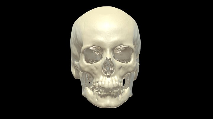 Skull Female 55yo beige 3D Model