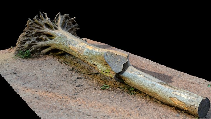Fallen Tree – Kostenloses 3D-Modell STL