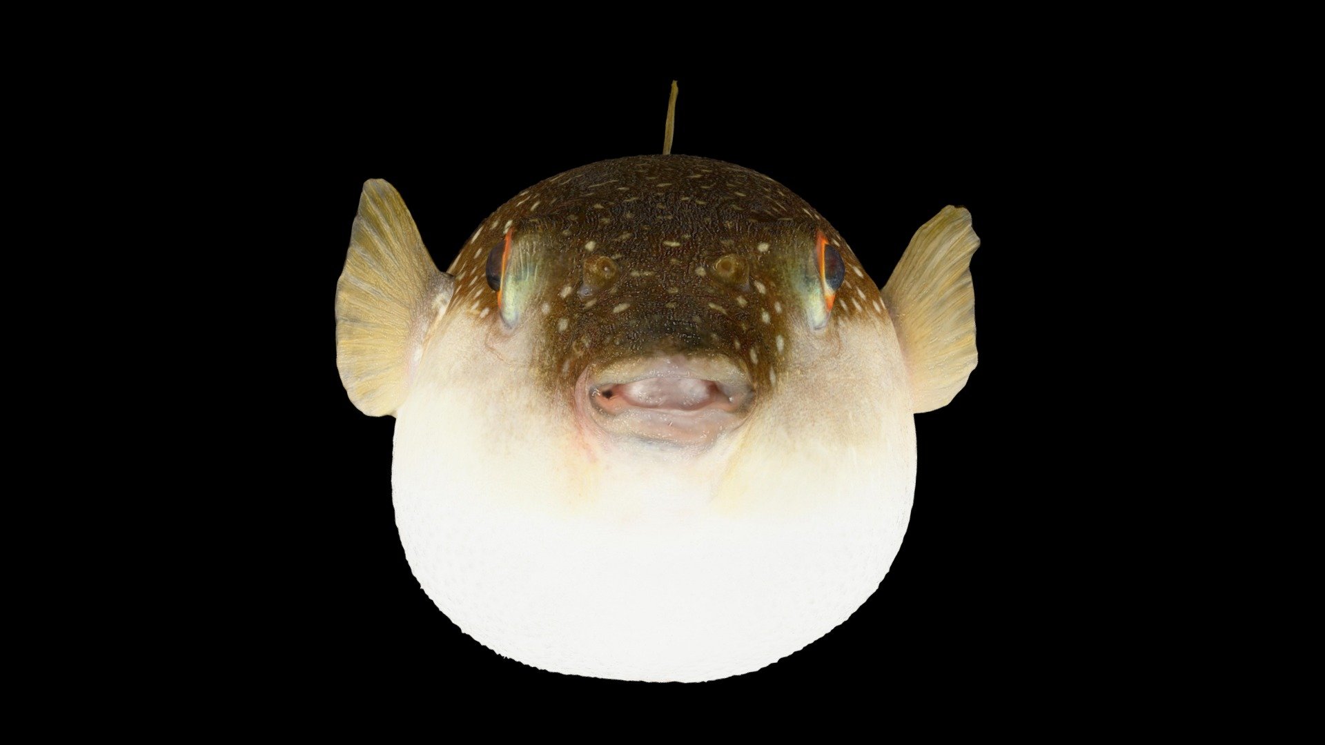 クサフグ Grass Puffer, Takifugu niphobles