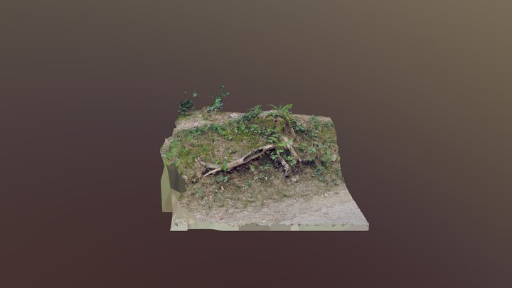 [RealityScan] Stump Fern 01 3D Model