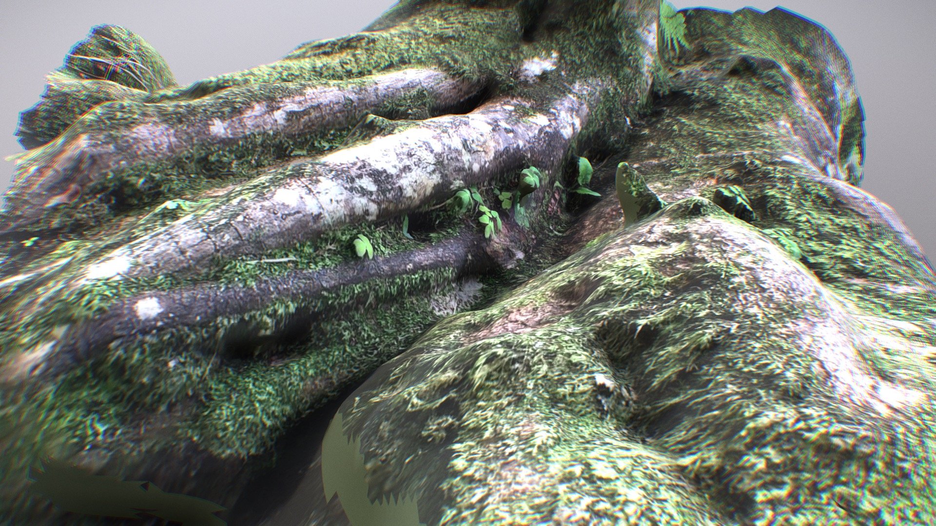 Dartmoor tree