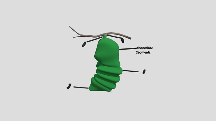 Labelled pupa 3D Model