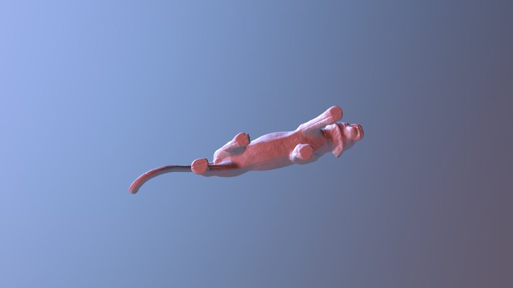 Tiger 3D Scan 3D Model