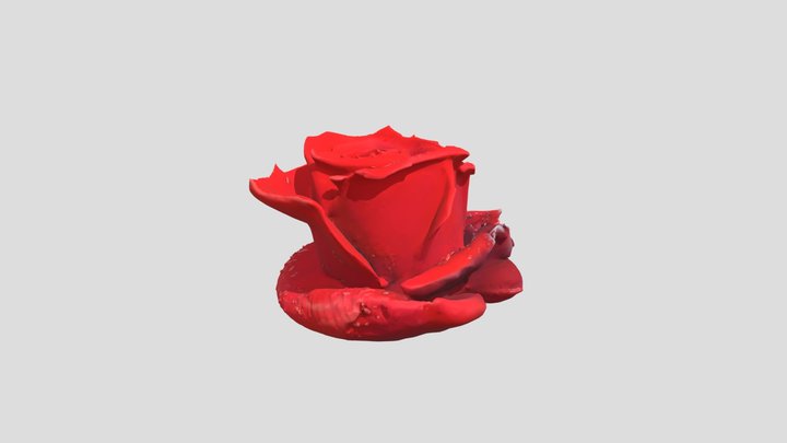 Red Rose