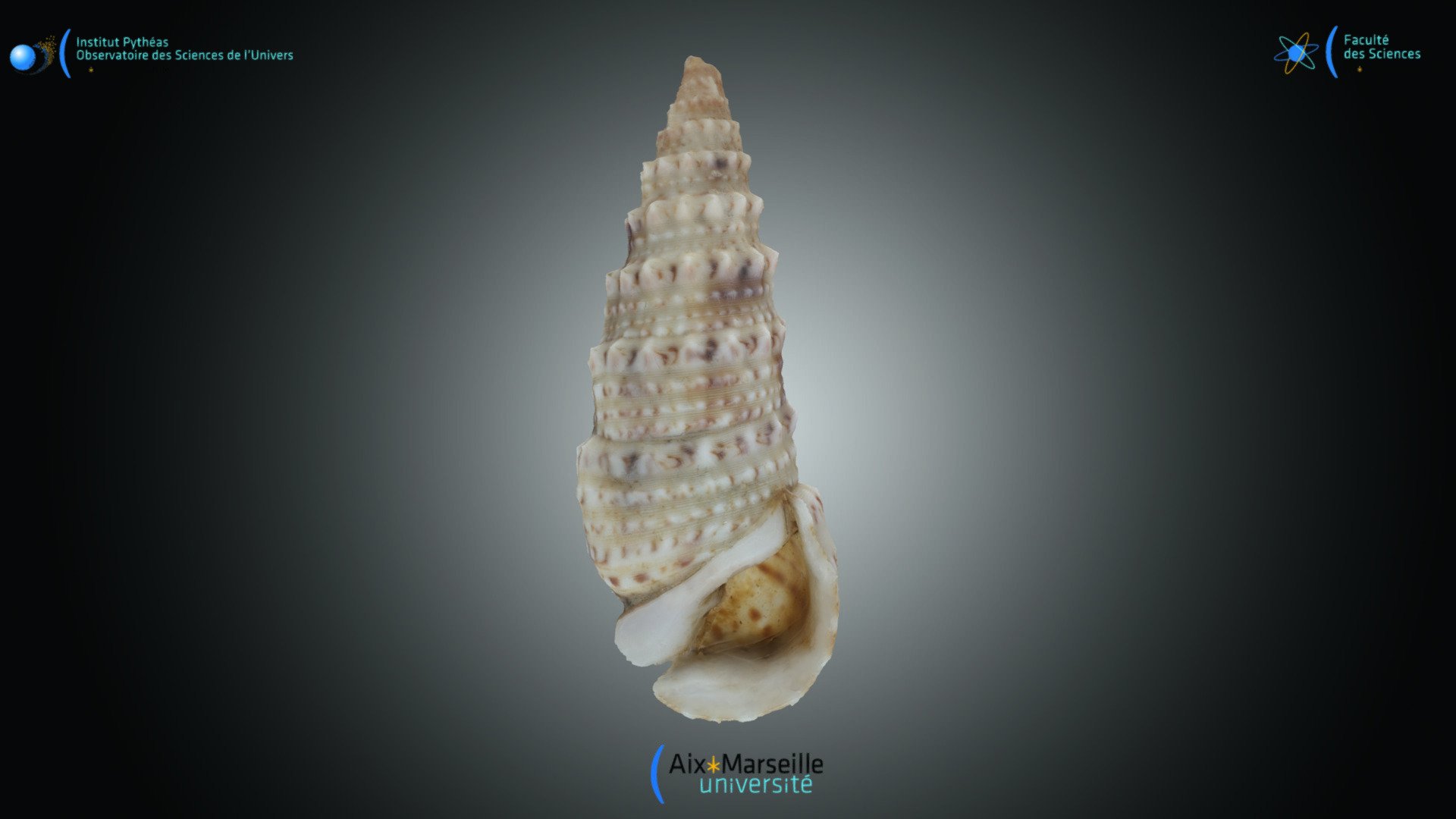 Cerithium