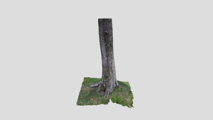 Nordic Birch Tree trunk