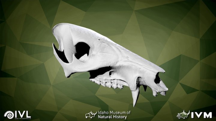 IMNH R-228 White Lipped Peccary Cranium – Modello 3D gratuito STL