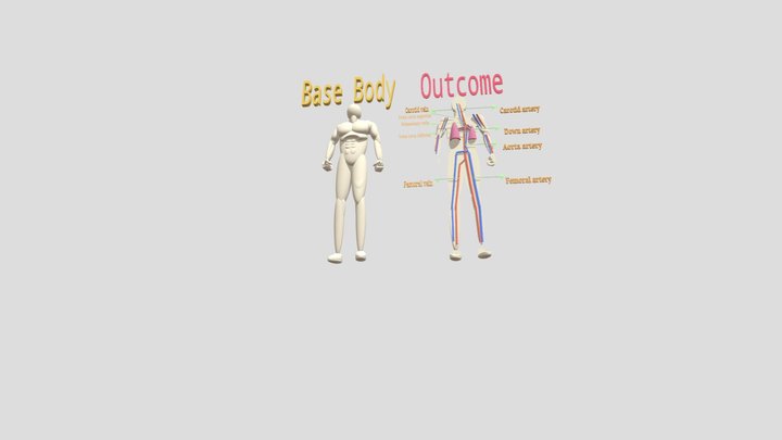 Circulatory Sistem 3D Model