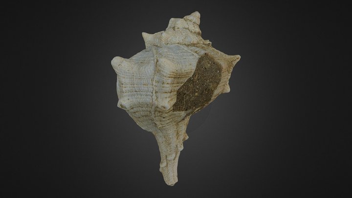 Bolinus brandaris (Linnaeus, 1758) freak 3D Model
