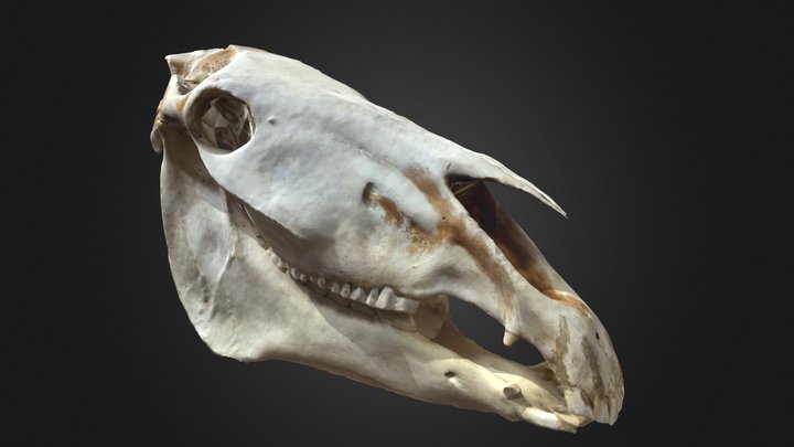 Crane Cheval
