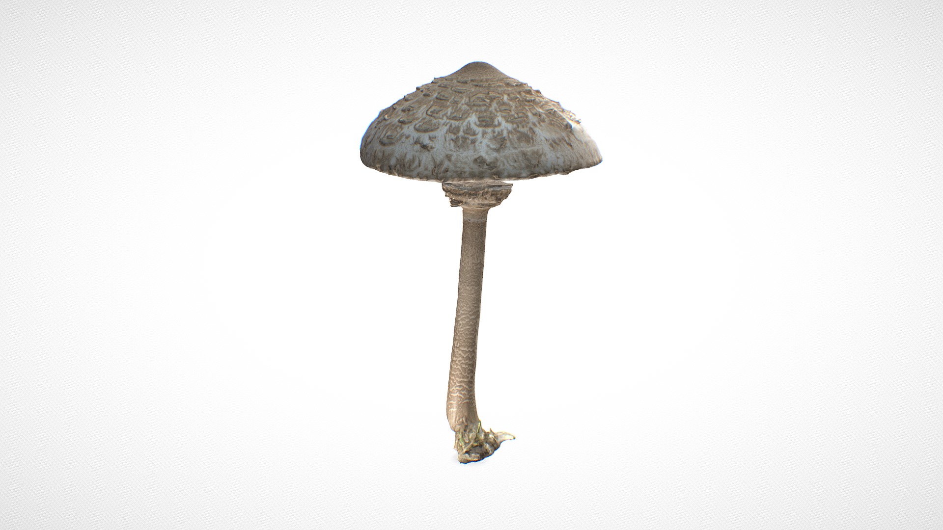 3D model Parasol mushroom 5 – retopo 8K PBR - This is a 3D model of the Parasol mushroom 5 - retopo 8K PBR. The 3D model is about a mushroom with a white background.