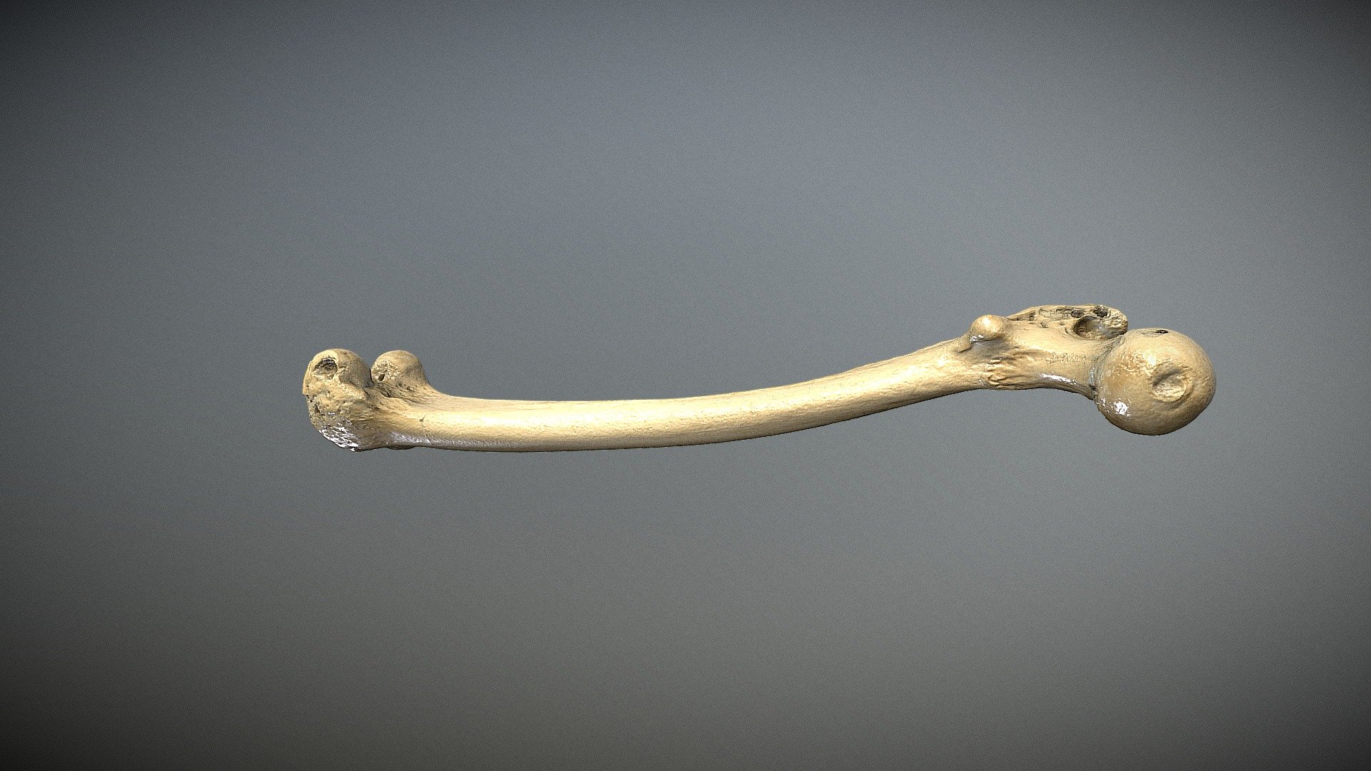 Human Femur - 3D model by Yolanda Serrano Marti (@Yolanda.Serrano.Marti ...