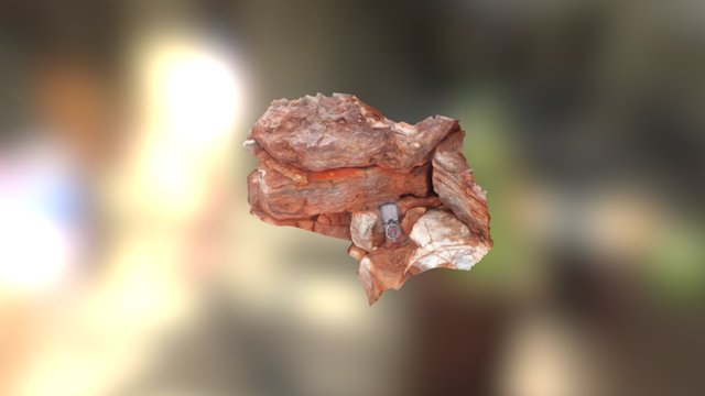 Buick locality - Low broad conical stromatolite 3D Model
