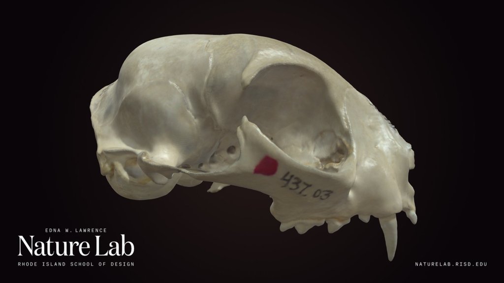 Domestic Cat skull