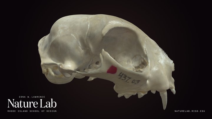Domestic Cat skull