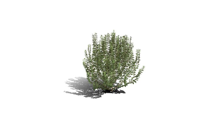 Realistic HD Green ivy bushy (5/10) 3D Model