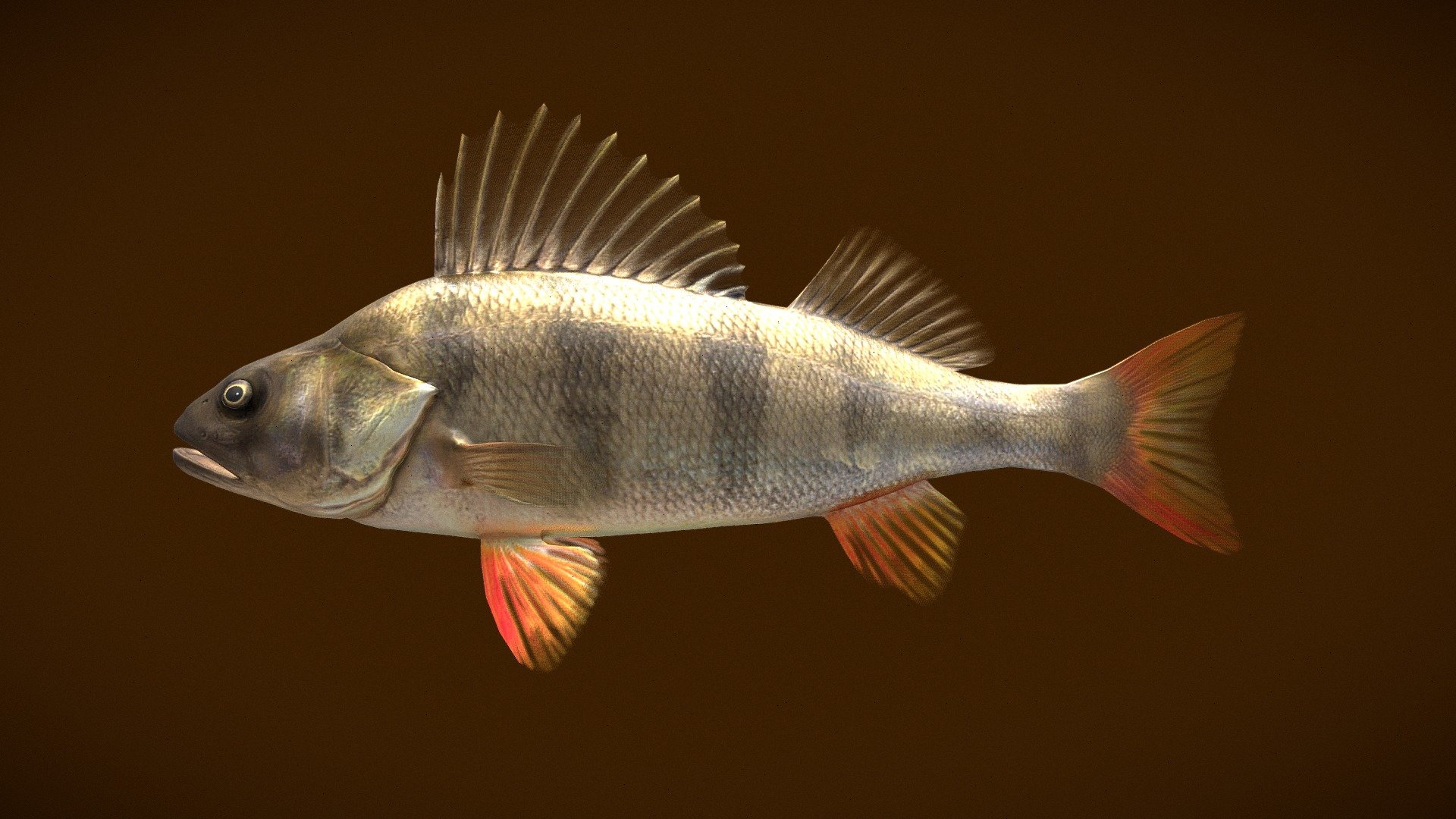 perch_fish - 3D model by Red Apple Technologies (@redappletechnologies ...