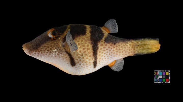 CC0 シマキンチャクフグ 🐡 Valentin's Sharpnose Puffer