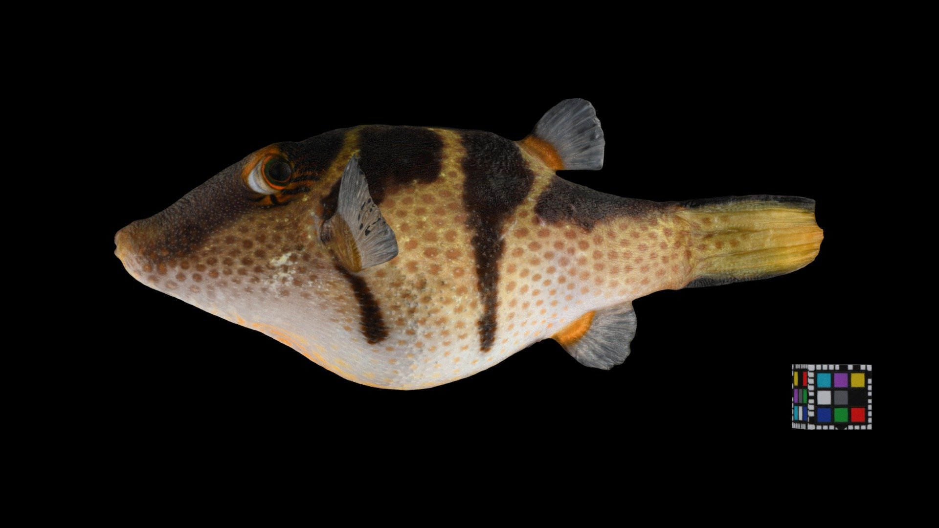 シマキンチャクフグ Valentin's Sharpnose Puffer